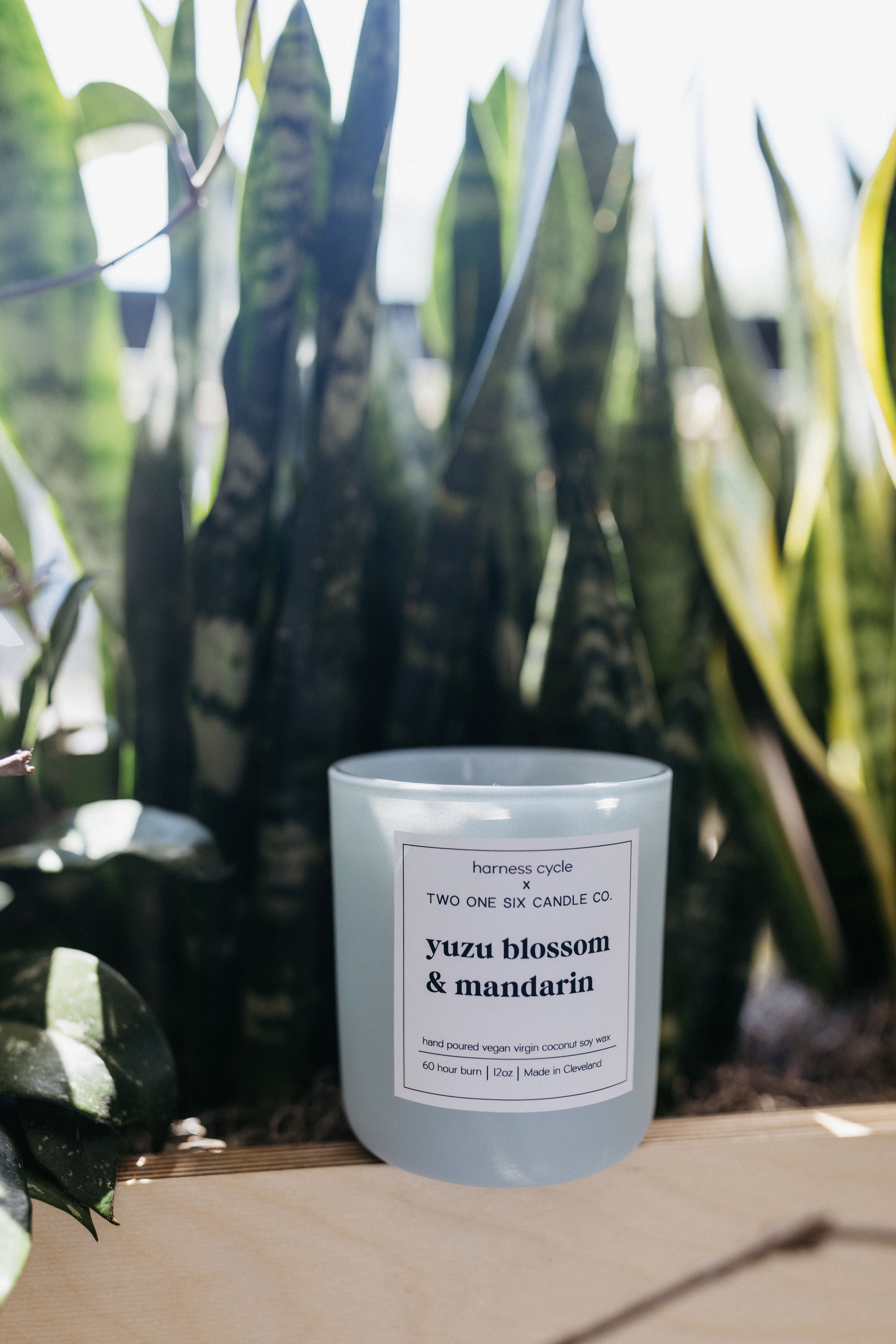 Two One Six Candle x Harness Cycle | Yuzu Blossom & Mandarin