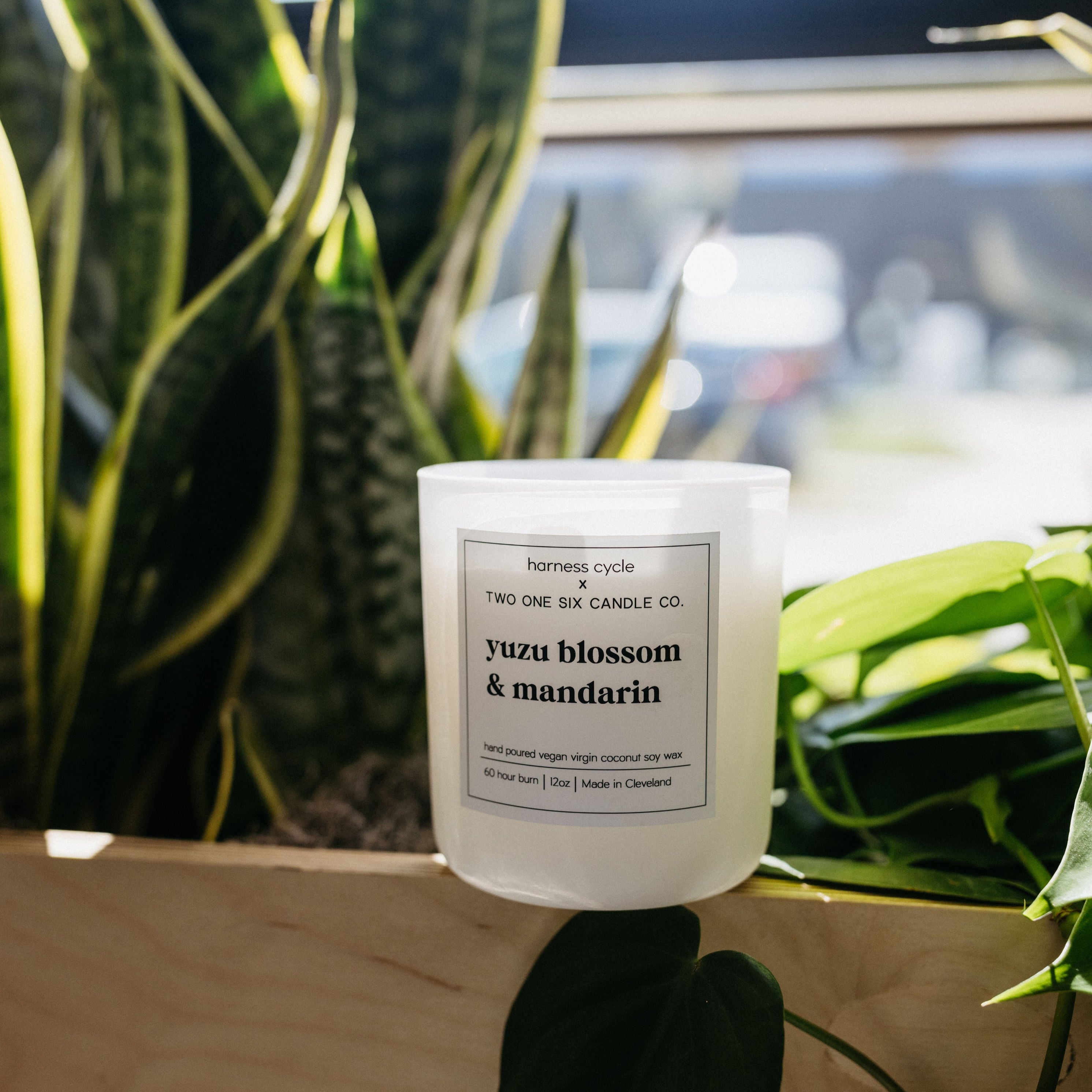 Two One Six Candle x Harness Cycle | Yuzu Blossom & Mandarin